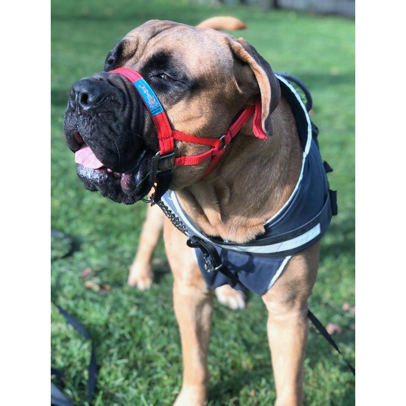 Big Dog Styles Head Collar, Made in UK for Large