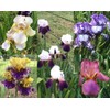 Bearded Iris Mixed Colors - for Planting - (5)