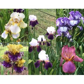 Bearded Iris Mixed Colors - for Planting - (5)
