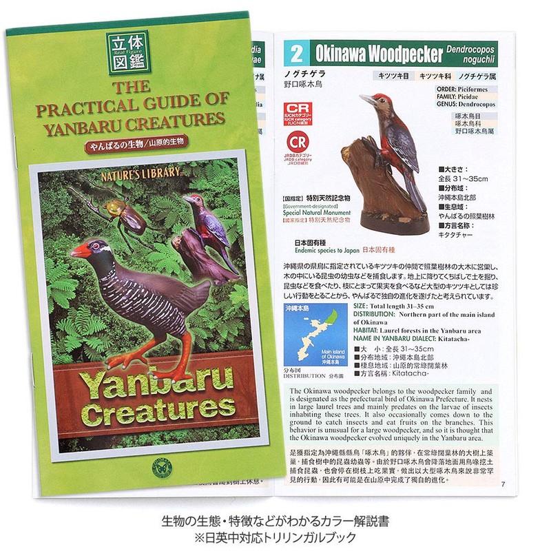 Carolata Yanbaru Biological Box (3D Picture Book), Birds, Insects, Reptiles,
