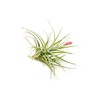 Tillandsia Leonamiana Air Plant - Wholesale and Bulk - Succulents