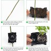 Plant Root Growing Box,10Pcs Plant Assisted Rooting Device Plants Rooting