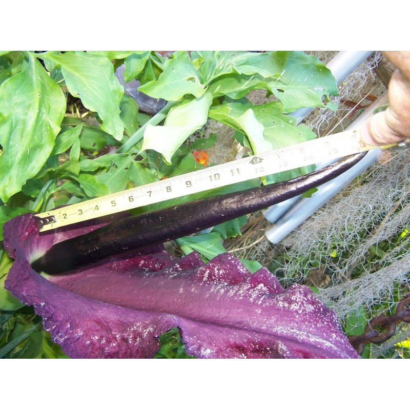 35 seeds Dragon lily arum flower voodoo amorphophallus bulb tuber