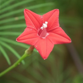 Cypress Vine Seeds Fast Growing Annual Attracts Butterflies & Hummingbirds Arbors Trellises Outdoor 20Pcs Flower Seeds by YEGAOL Garden
