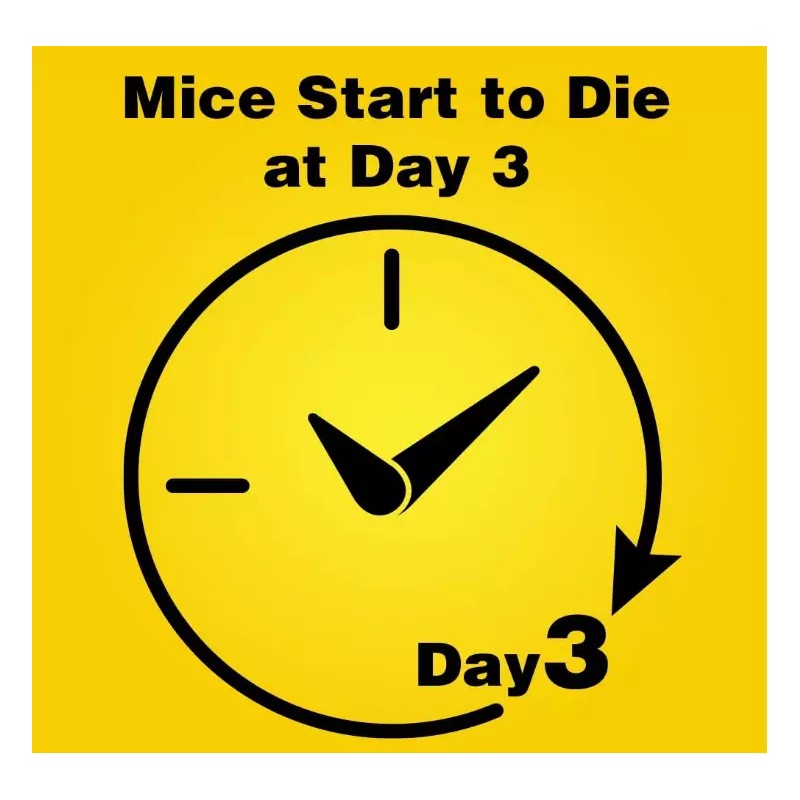 d-CON Refillable Corner Fit Mouse Bait Station, 1 Trap +