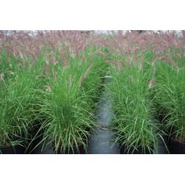 Perennial Farm Marketplace Pennisetum o. 'Karley Rose' (Oriental Pink Fountain) Ornamental Grass, Size-#1 Container, Rosy-Mauve Blooms