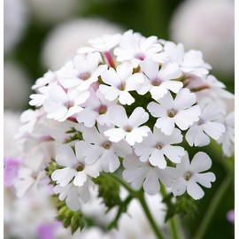 Verbena hybrida 'Ideal Florist Mix' (Verbena - Ideal Florist Mix) Flower Seeds, Long-Lasting Blooms, Vibrant and Colorful Blooms, Seeds by MySeeds.Co, You Choose The Amount (1/2 LB)