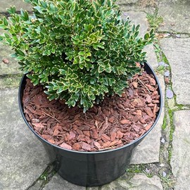 bhomescent Orchid Care Repotting Bark Fine grade, 8-15mm 1L, 2L, 5L, 10L, 20L, 30L, 50L (3L)