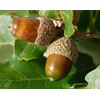 15 Northern White Oak Tree (aka Champion, Common, Eastern, Mountain, Grey Oak) Quercus Rubra Seeds Acorns