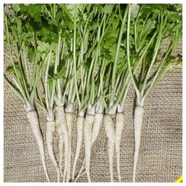 Everwilde Farms - 1000 Hamburg Rooted Parsley Seeds - Gold Vault Jumbo Seed Packet