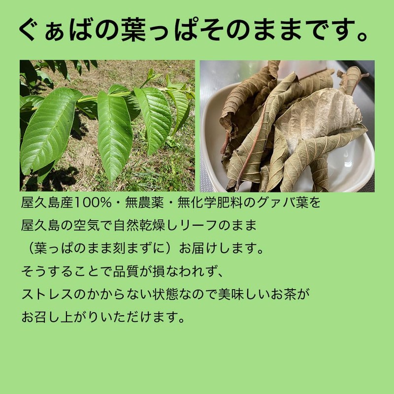 Yakushima Guava Tea (Siduum Tea) 60g (100% Guava Tea) Made