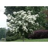 1 Live Kousa Dogwood Tree | 2-3' in an ABP