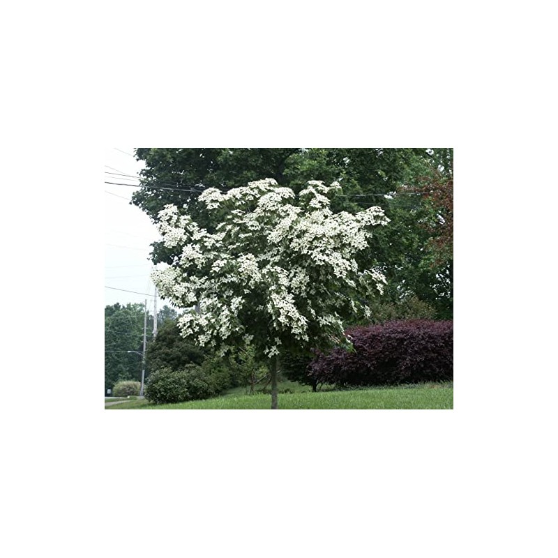 1 Live Kousa Dogwood Tree | 2-3' in an ABP