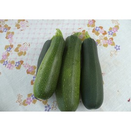 Seeds Squash Zucchini Skvorushka Green Vegetable Heirloom Ukraine