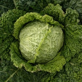 Southeast Seeds Savoy Perfection Cabbage Seeds, NON-GMO, Drumhead, Easy Grow Heirloom, FREE SHIP - 2000 Seeds or 1/4 OZ