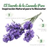 Verdora Parches Aromáticos De Lavanda Uso Diario 18 Piezas