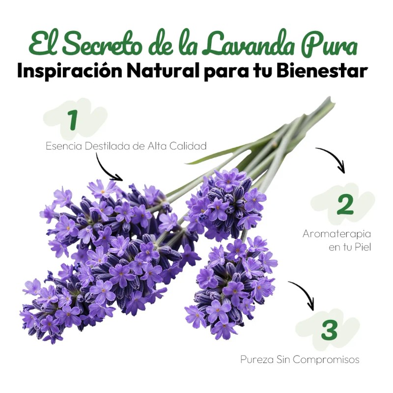 Verdora Parches Aromáticos De Lavanda Uso Diario 18 Piezas