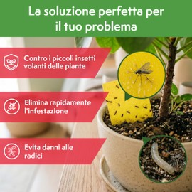 Pattler Trappola Moscerini per Piante da Interno – 30 Pezzi. Trappole Cromotropiche Gialle Adesive a Doppio Lato, Anti Moscerini Piante per Terriccio. Soluzione Efficace e Senza Prodotti Chimici