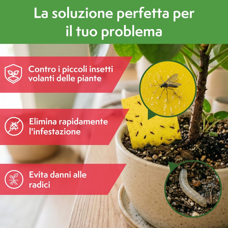 Pattler Trappola Moscerini per Piante da Interno – 30 Pezzi.