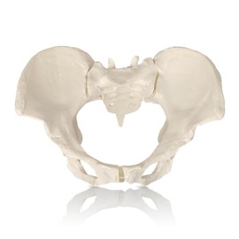 JNMFTD Female Pelvis Model On Elastic, Life Size Female Pelvic Skeleton Model W/Bungee Anatomy Medical for Obstetrics Gynecology Patient Communication Orthopedic Studying School Teaching or Display