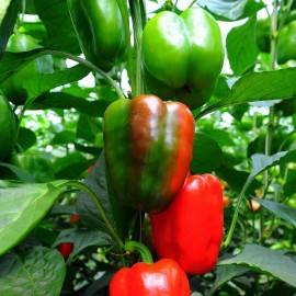 Honest Seeds 100++  SWEET Heirloom Big Red Bell Pepper Seeds | Organic NON-GMO | 2025 Season