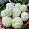 2 Bags Apple Bitter Melon Seeds; 百勝白玉苦瓜 F1 Bitter Melon