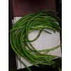 15 Organic Asian Long Bean Seeds (Green,Long Variety),Rare type.US grown.