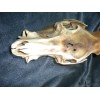 Domestic Pig Skulls Hog Taxidermy