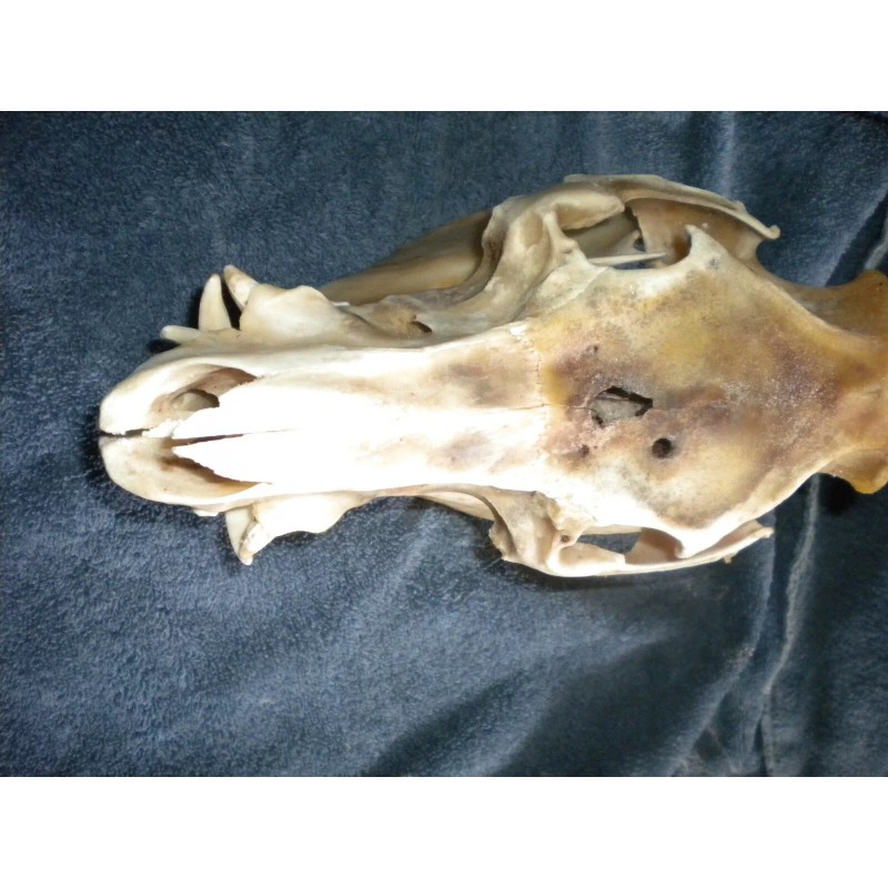 Domestic Pig Skulls Hog Taxidermy
