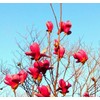 Red Jane Magnolia Live Plant Shrub Bush Tree Seedling Flowering