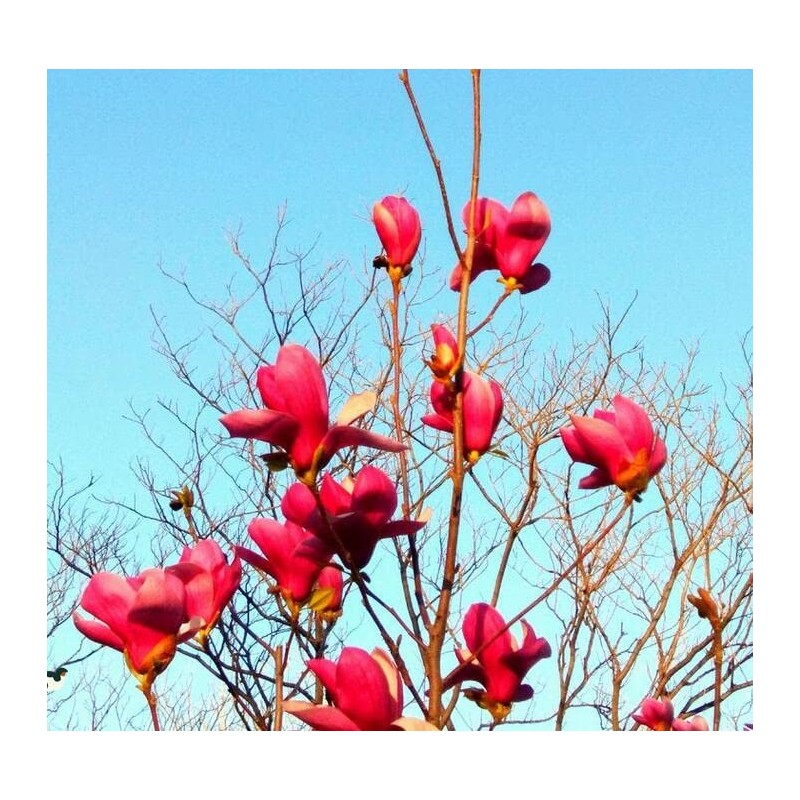 Red Jane Magnolia Live Plant Shrub Bush Tree Seedling Flowering