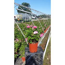 Live plant from Green Promise Farms Rosa True Gratitude (Shrub Rose, 2-Size Container, deep laveder/Fragrant Flowers