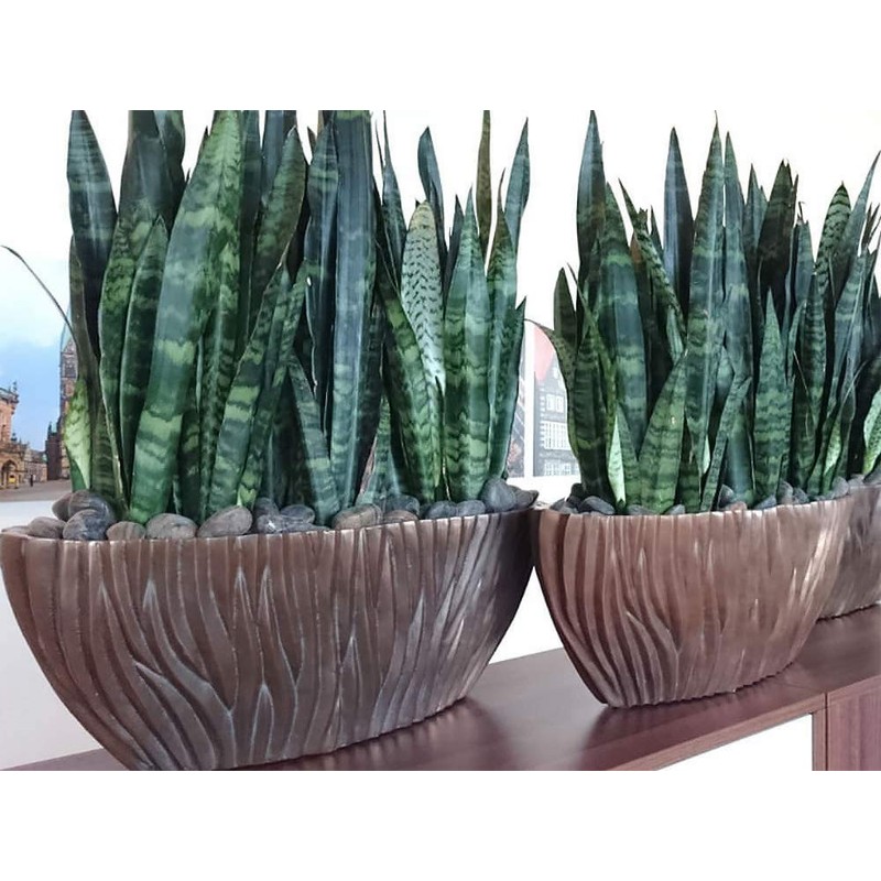 American Plant Exchange Snake Plant–Medium 6-Inch Pot Green Sansevieria Zeylanica,