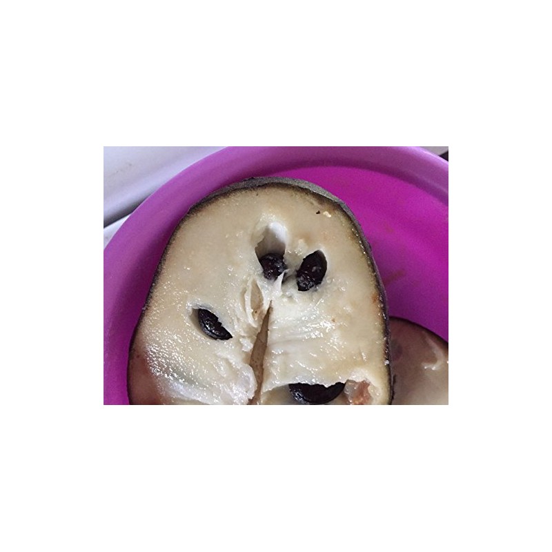 10 Cherimoya Seeds -Annona Cherimola