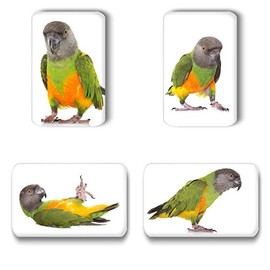 Merchandise for Fans Mohrenkopfparrot - 4 rectangular fridge magnets 7 x 4.5 cm - 01 for memo board, pin board, magnetic board, whiteboard