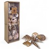 MIJOMA Decorative Shell Set - Natural Shells for Creative Decoration