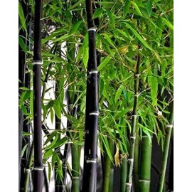 CZ GRAIN 150 Rare Black Bamboo Seeds to Grow Black Bamboo