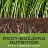 Scotts Turf Builder Grass Seed Tall Fescue Mix with Fertilizer