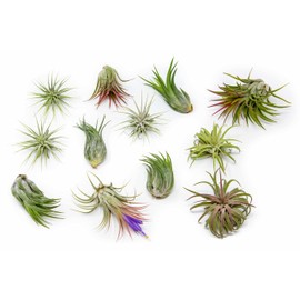 50 Pack Air Plants Assorted Tillandsia Ionantha - Live Succulent House Plants - Available in Wholesale and Bulk - Home and Garden Decor - Easy Care Indoor and Outdoor Plants