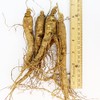 WOHO Cultivated Fresh Ginseng American Ginseng Jumbo 8oz (6-8 Roots)