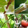 Clips de tomate, 100 clips de plástico para enrejado, clips