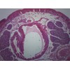 Earthworm, Cross Section - Prepared Microscope Slide - 75 x