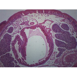 Earthworm, Cross Section - Prepared Microscope Slide - 75 x 25mm - Biology & Microscopy - Eisco Labs