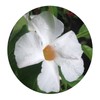 White BOLIVENSIS Mandevilla Dipladenia Tropical Vine Live Plant Lightly Fragrant