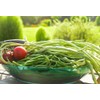 100+ Seeds Snake Oriental Yard Long Pole Bean Seed for