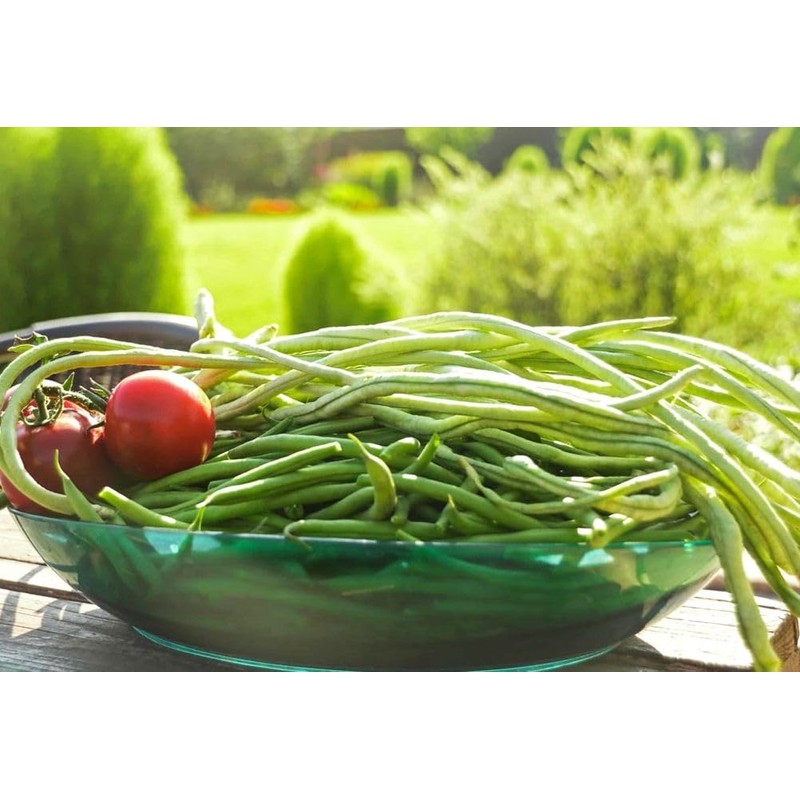 100+ Seeds Snake Oriental Yard Long Pole Bean Seed for