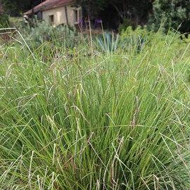 Aromatics International Vetiver Essential Oil 5ml