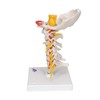 3B Scientific Cervical Spinal Column by 3B Scientific