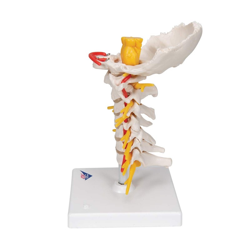 3B Scientific Cervical Spinal Column by 3B Scientific