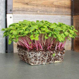 Triton Purple Radish Sprouting Seeds - 4 g Packet ~300 Seeds - Non-GMO Purple, Red, Green Sprouts- Sprout and Microgreen Radishes